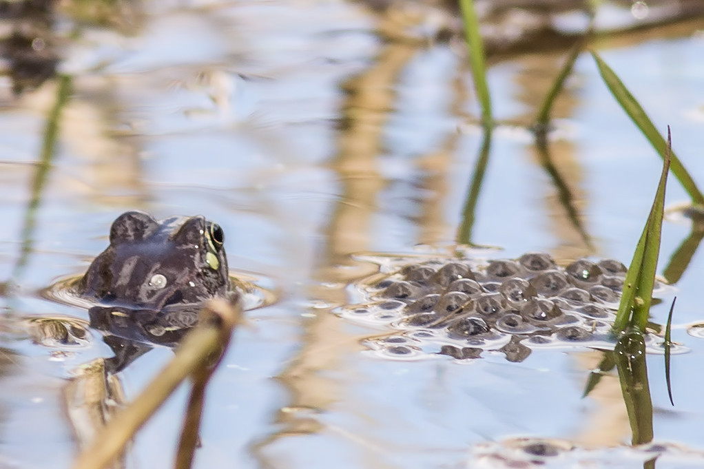 Frosch mit Laich