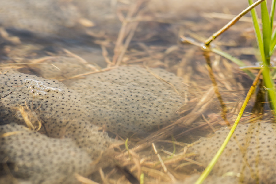 Froschlaich