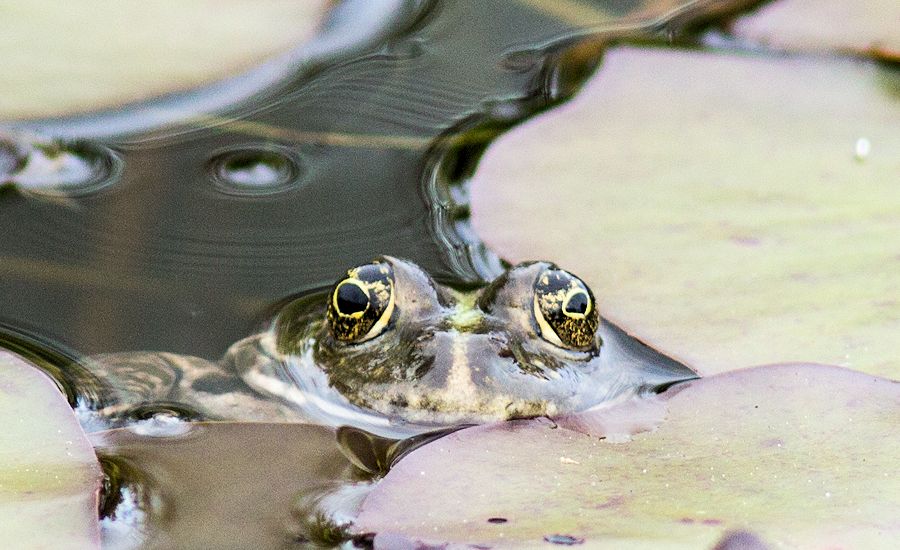 Teichfrosch