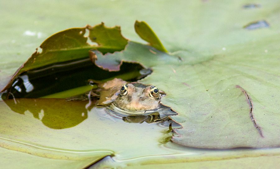 Teichfrosch