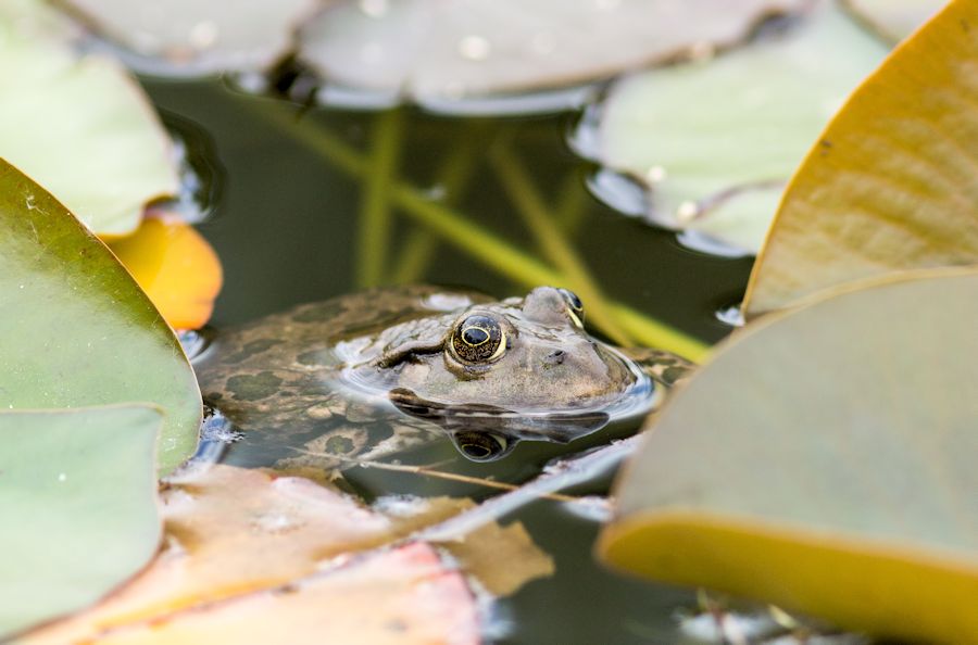 Teichfrosch