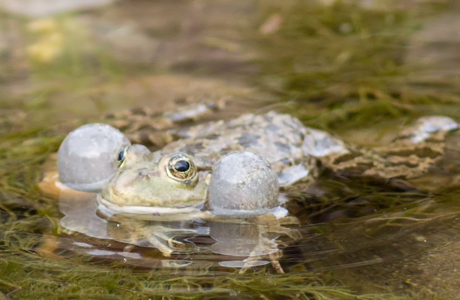 Teichfrosch