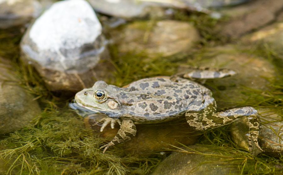 Teichfrosch