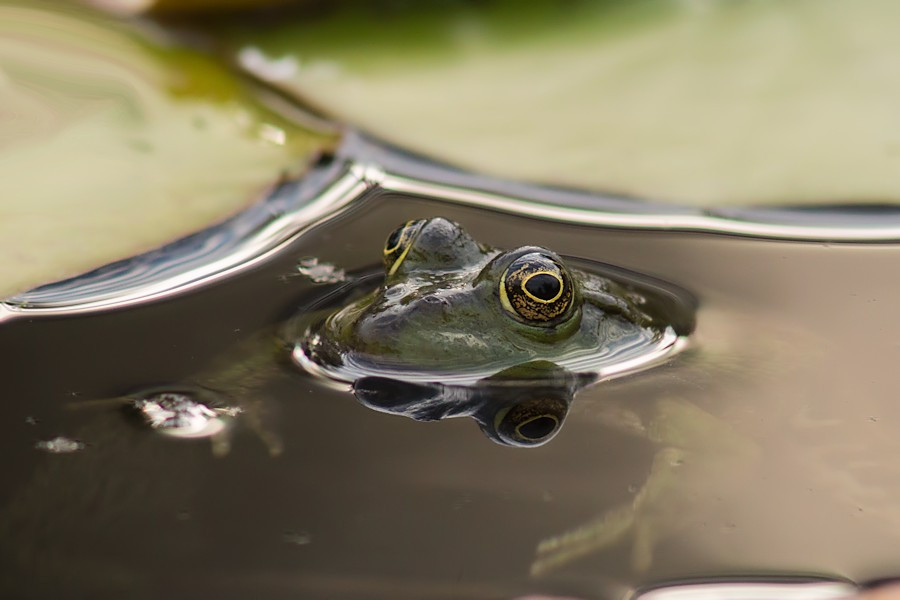 Teichfrosch
