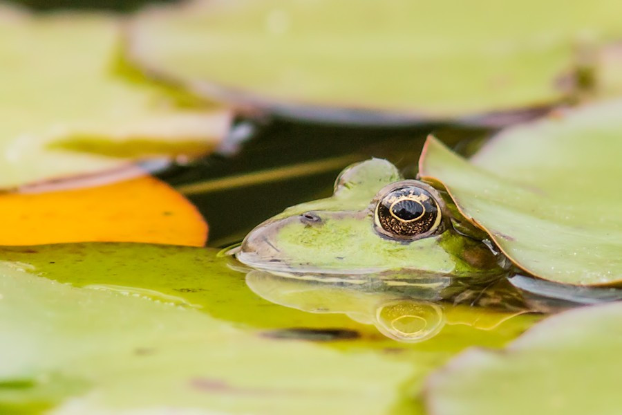 Teichfrosch