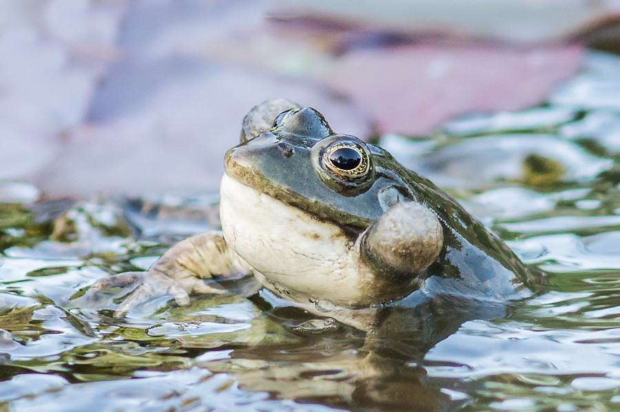 Teichfrosch