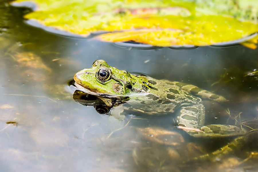 Teichfrosch