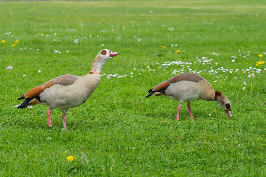 Nilgänse