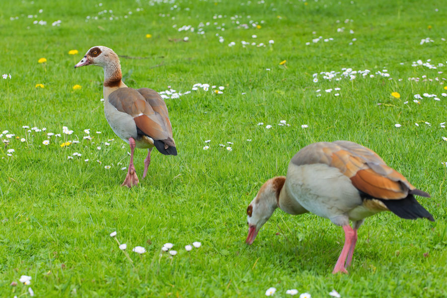 Nilgänse