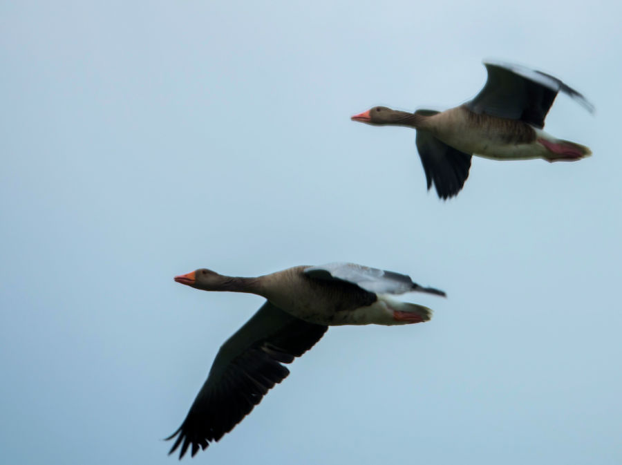 Graugänse im Flug