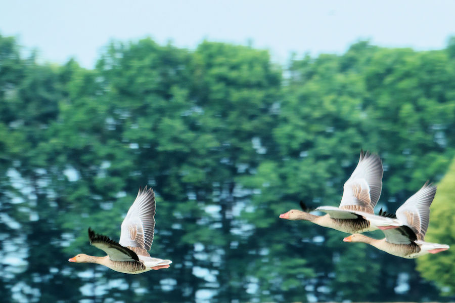 Graugänse im Flug