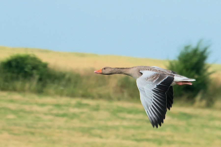 Graugans im Flug