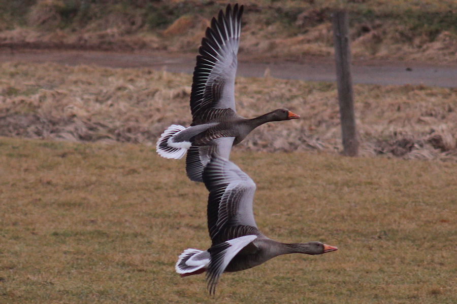 Gänse