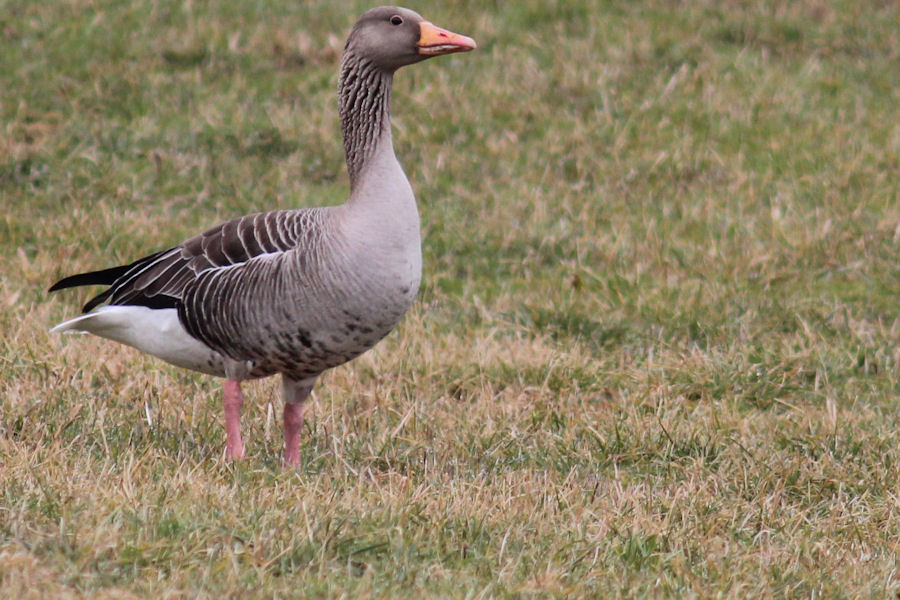 Gänse