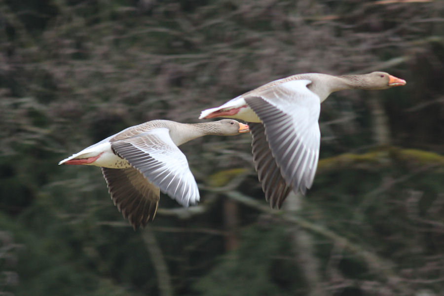 Gänse