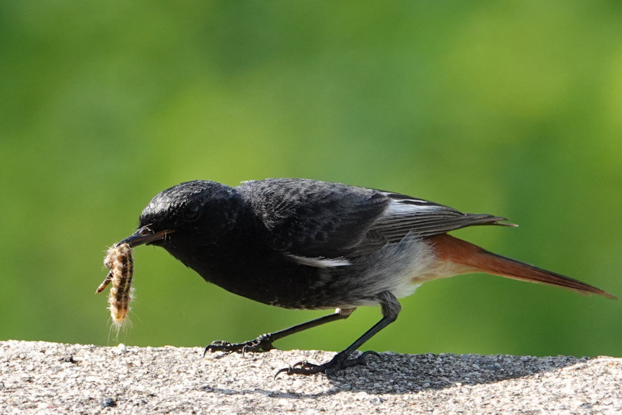 Gartenrotschwanz mit Futter