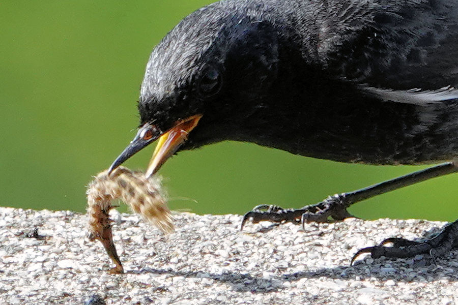 Gartenrotschwanz mit Futter