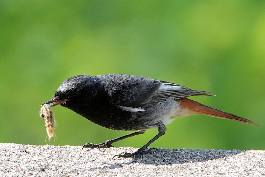 Gartenrotschwanz mit Futter im Schnabel