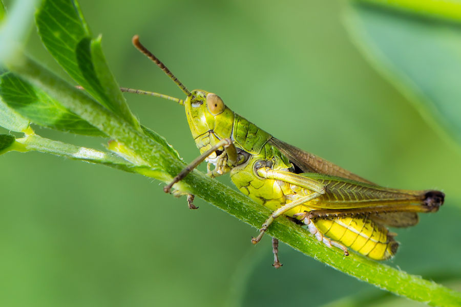 Grashüpfer
