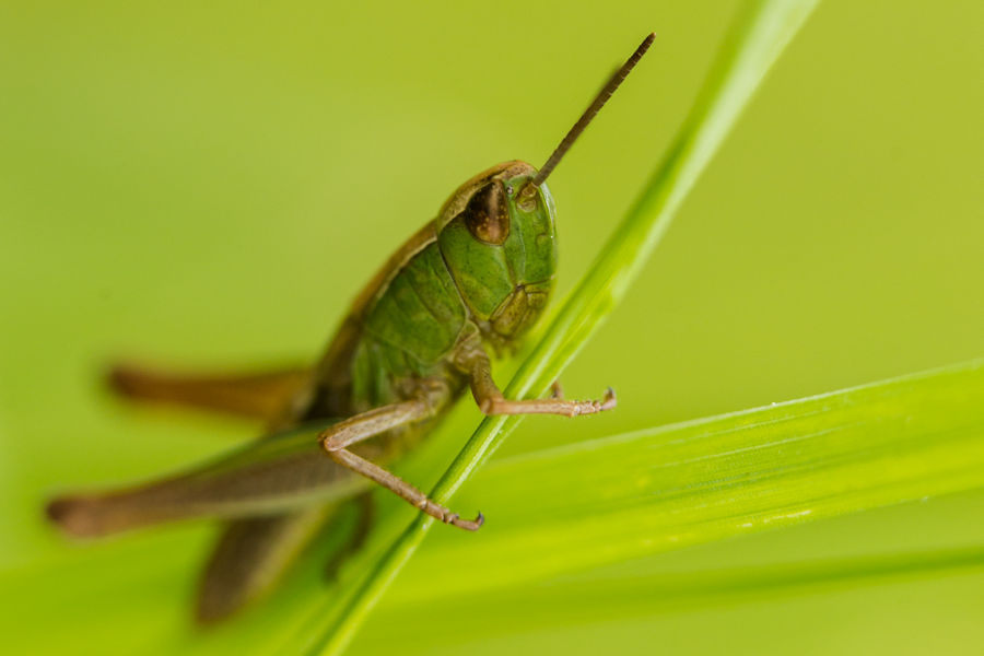 Grashüpfer