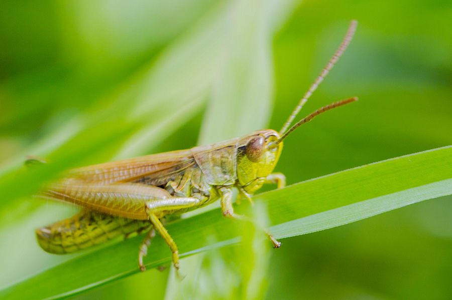 Grashüpfer