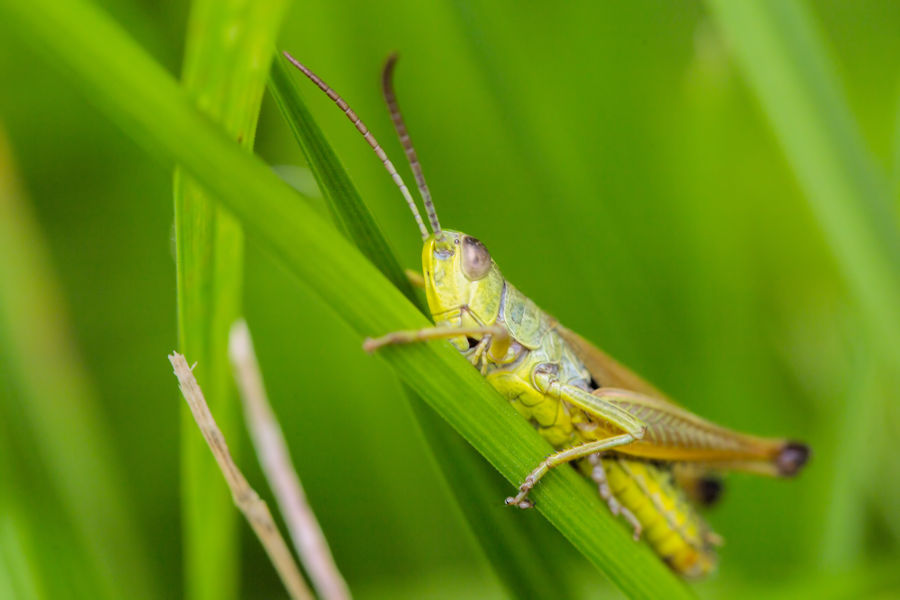 Grashüpfer