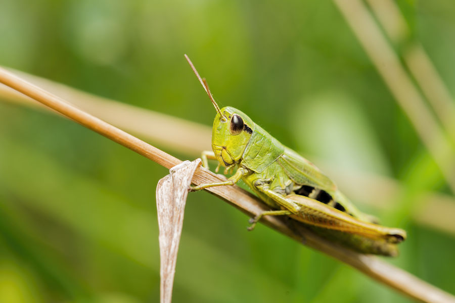 Grashüpfer