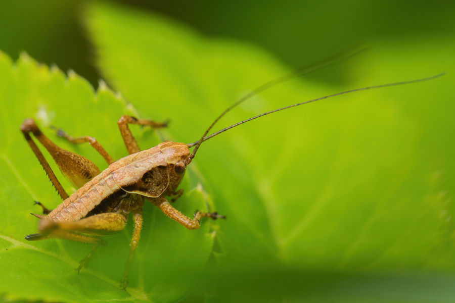 Grashüpfer