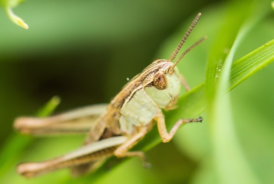 Grashüpfer