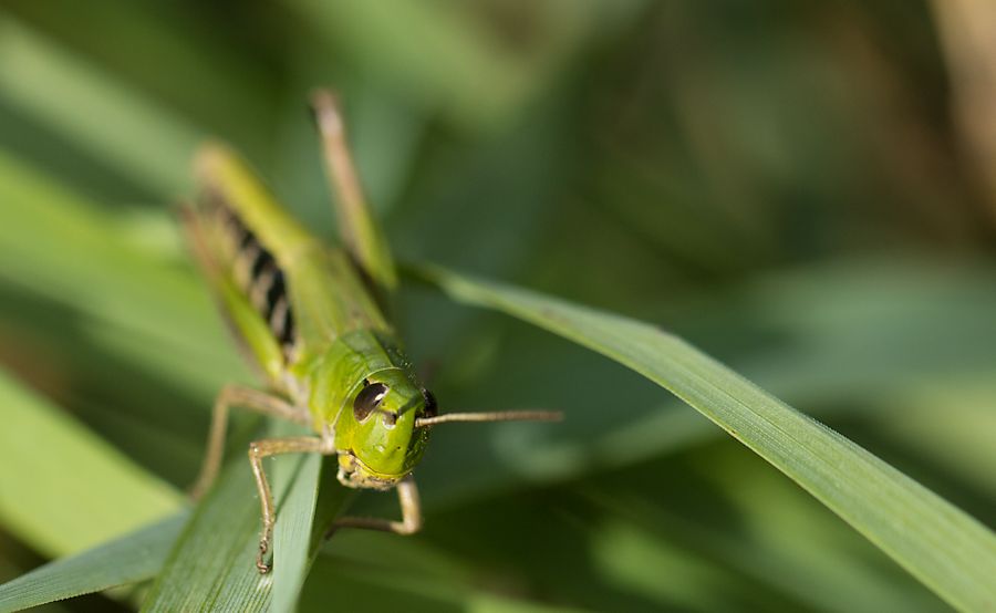 Grashüpfer
