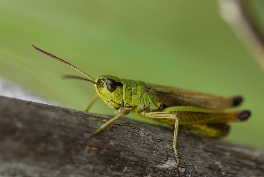 Grashüpfer