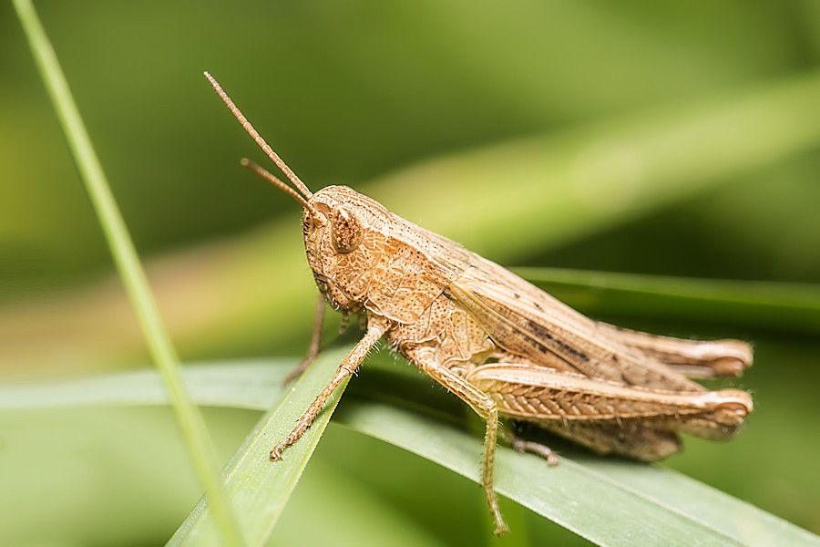 Grashüpfer