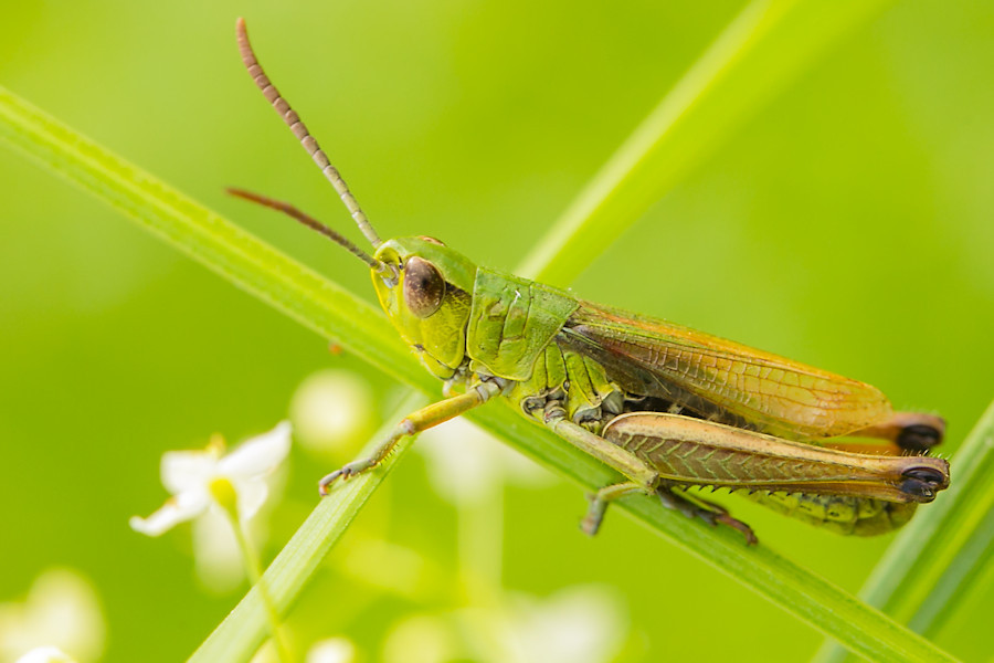 Grashüpfer