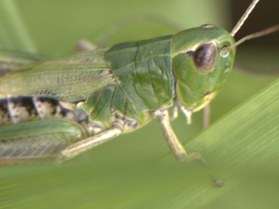 Grasshuepfer