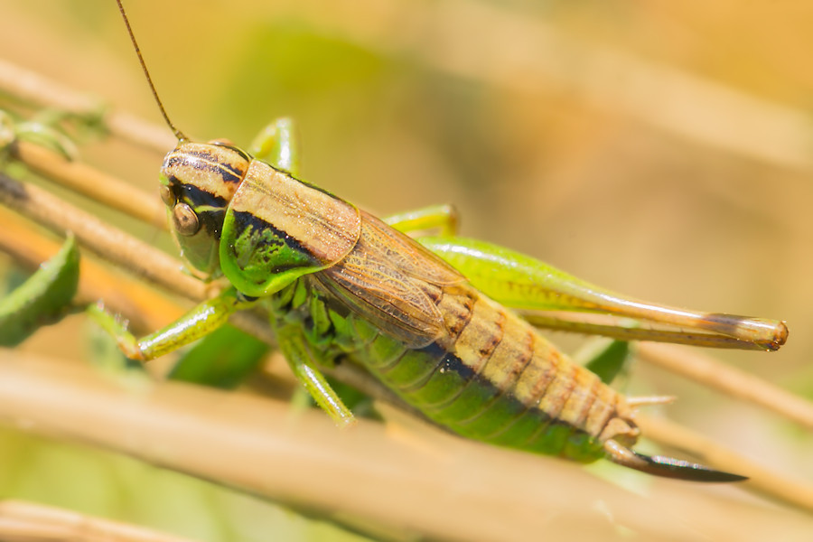 Warzenbeisser Heuschrecke