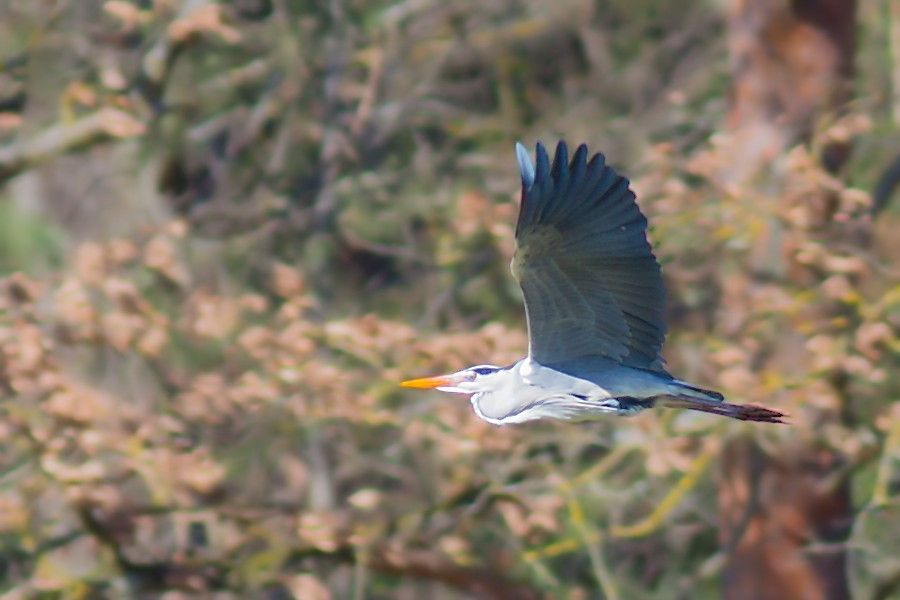 Graureiher im Flug