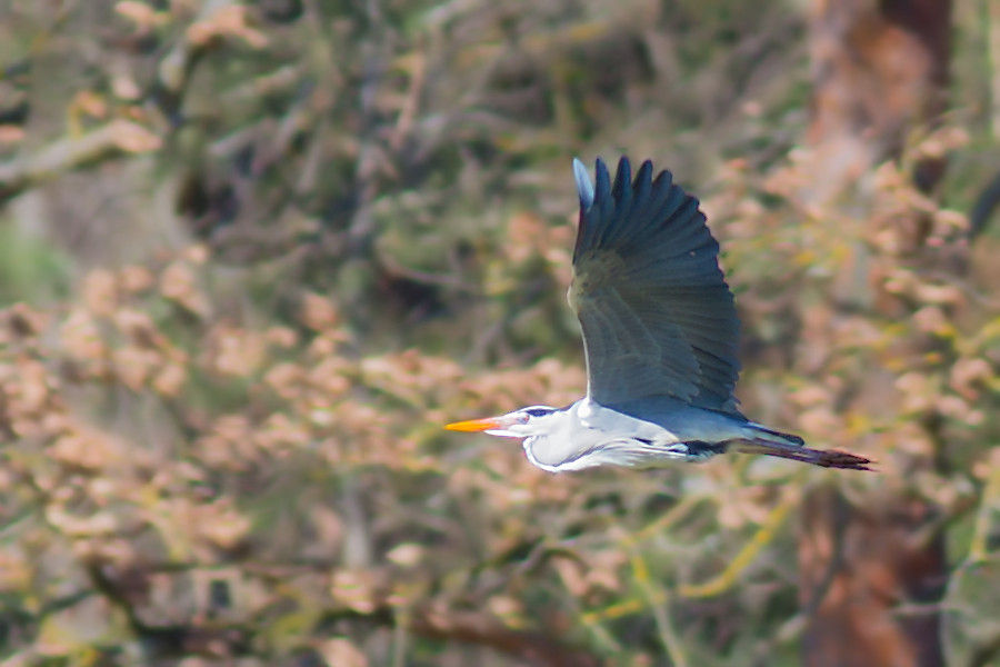 Graureiher im Flug