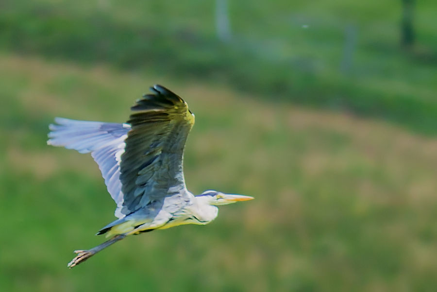 Graureiher im Flug