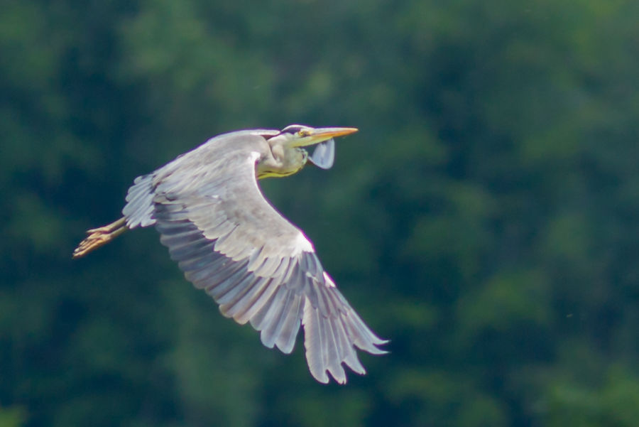 Graureiher im Flug