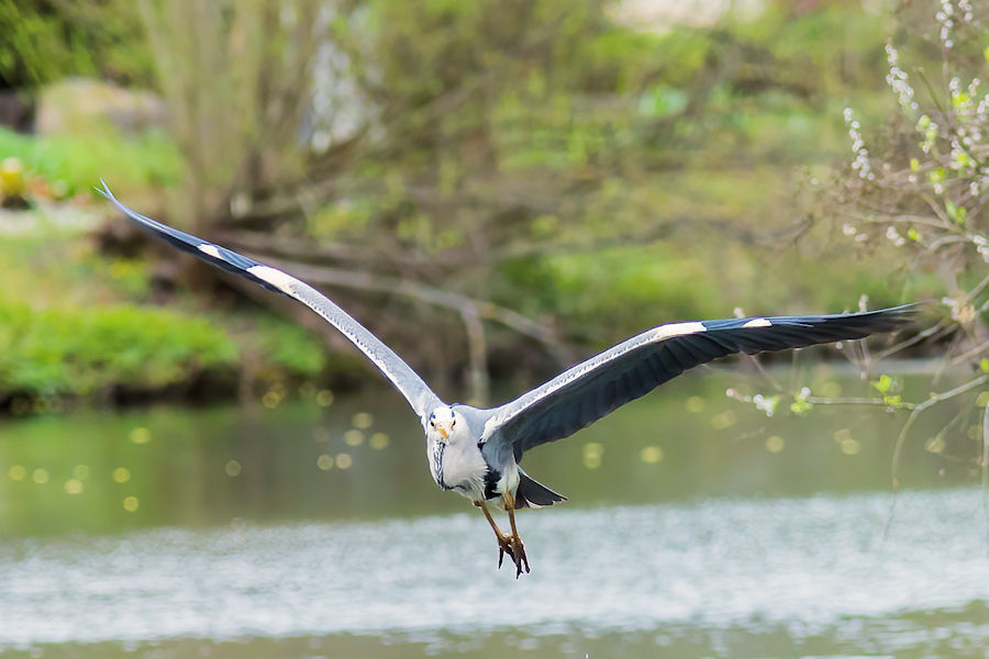 Graureiher im Flug