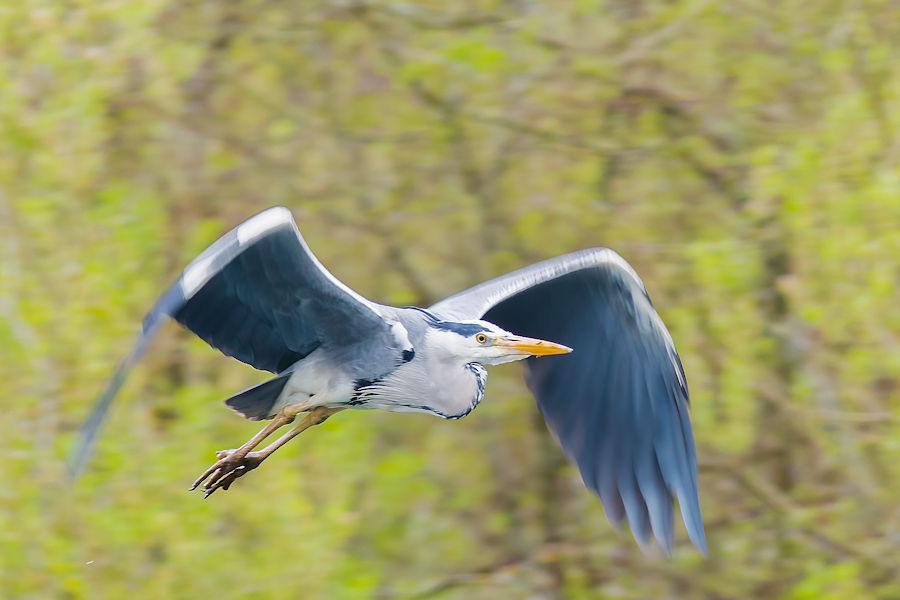 Graureiher im Flug