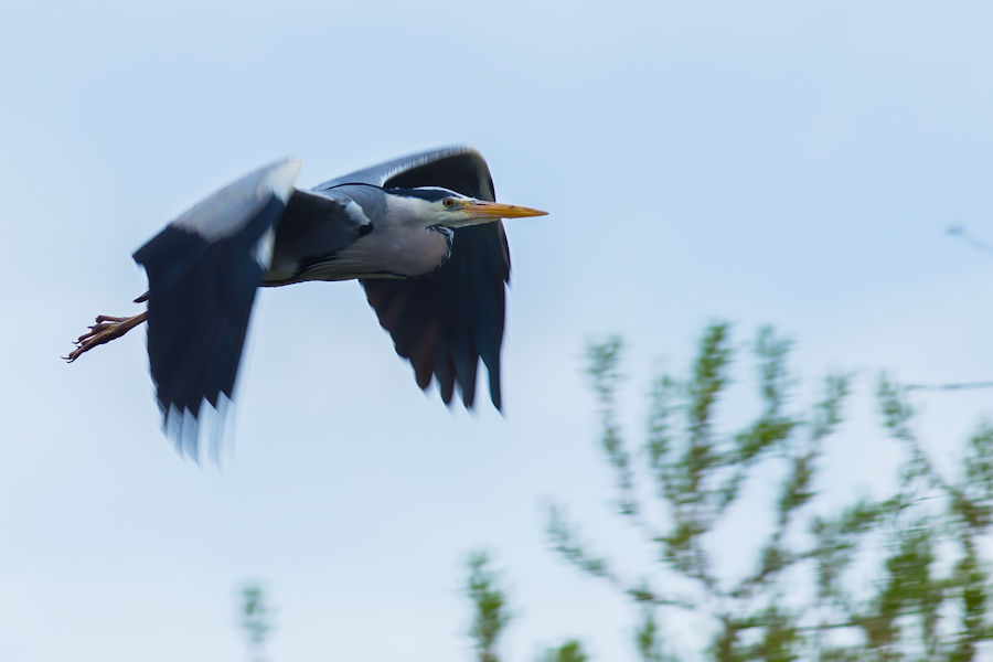 Graureiher im Flug