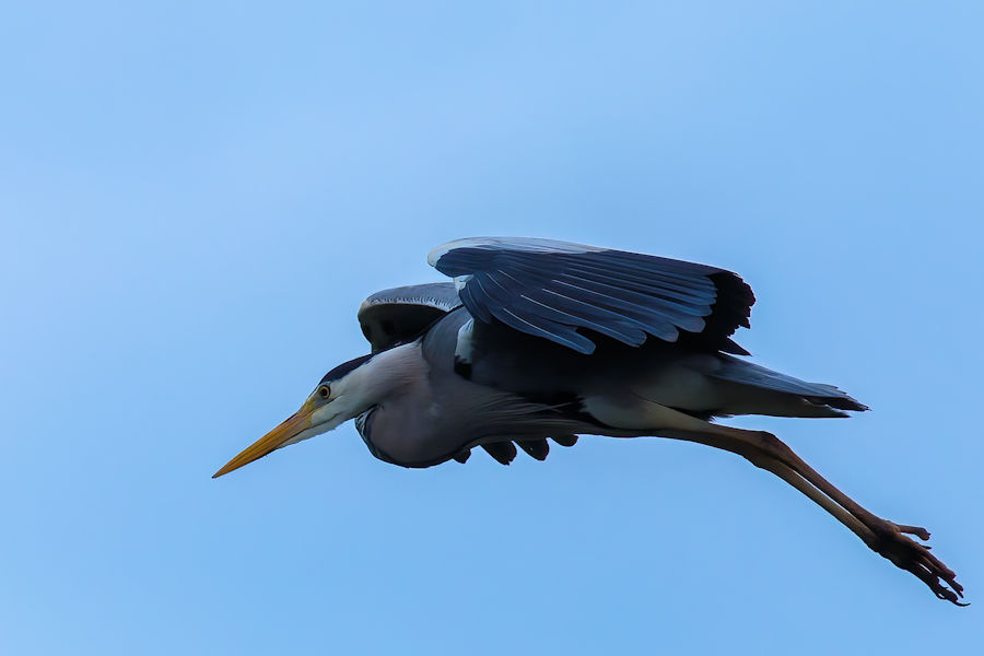 Graureiher im Flug