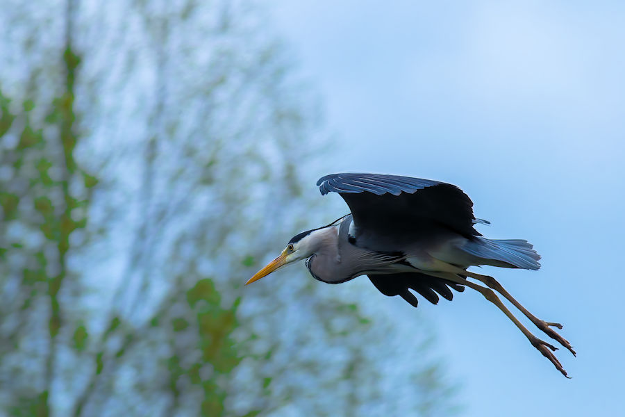 Graureiher im Flug