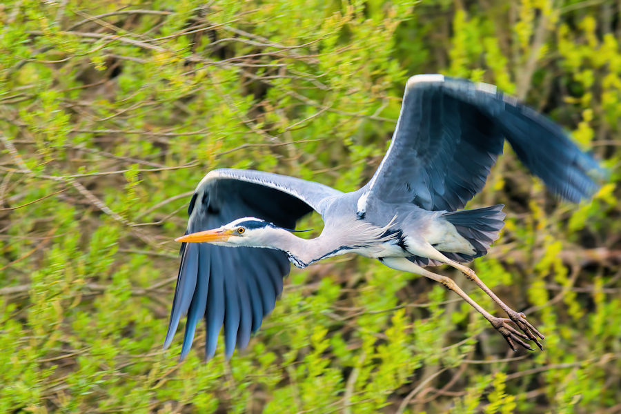 Graureiher im Flug