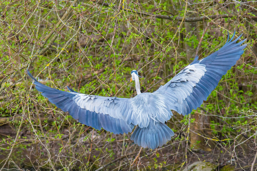 Graureiher im Flug