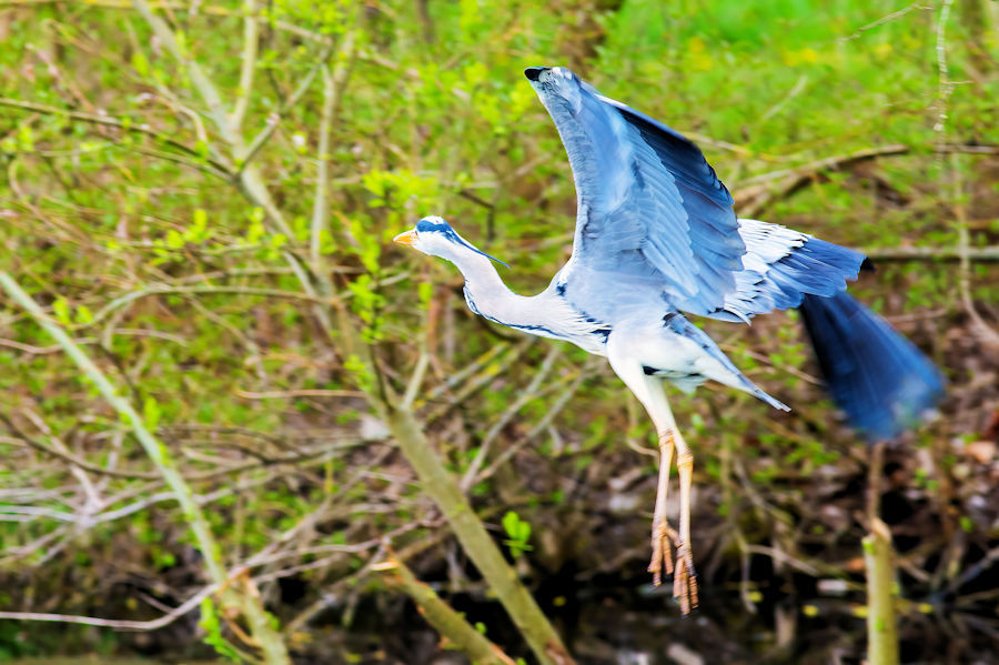 Graureiher im Flug