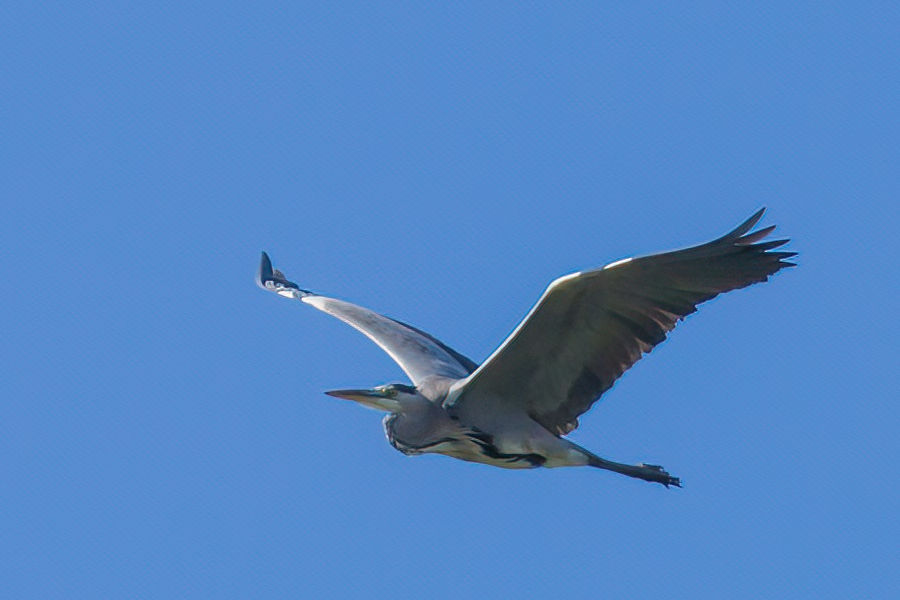 Graureiher im Flug