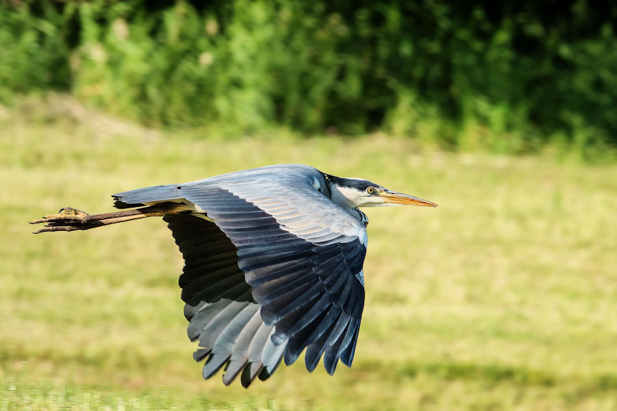 Graureiher im Flug