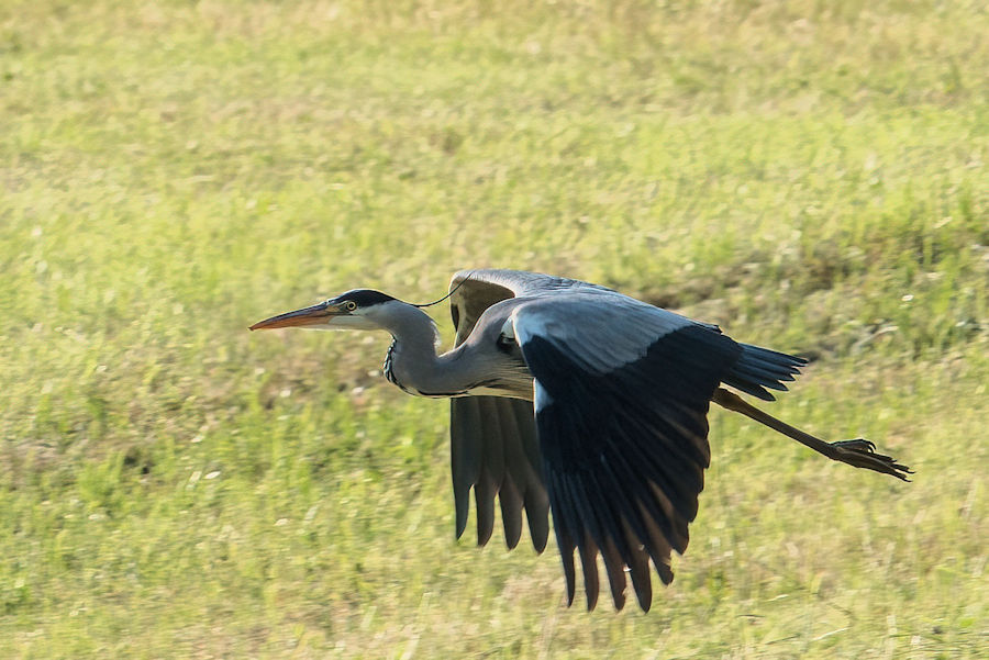 Graureiher im Flug